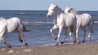 White horses running good luck vastu