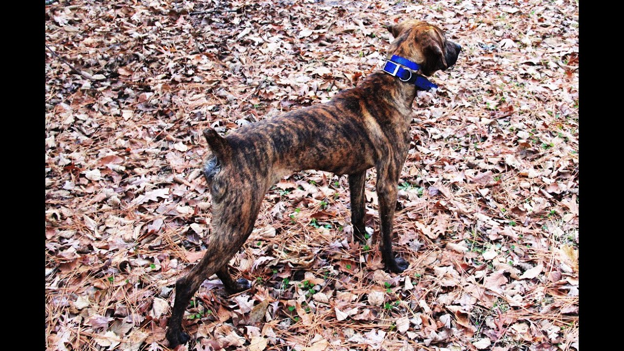 Squirrel Hunting With Mountain Cur Dogs