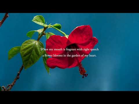 A Psalm A Day · 34 of 150 · Mi HaIsh / Brushing My Teeth · #ShirShelYom2020