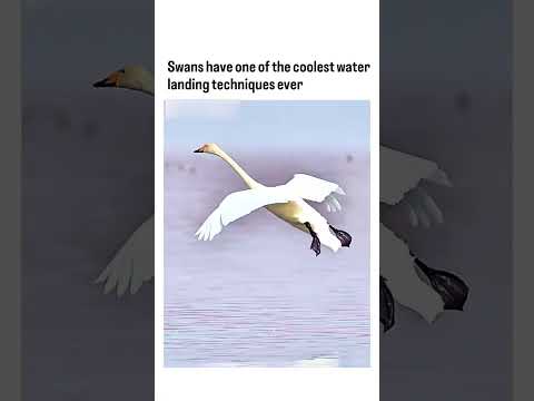 Swans have one of the coolest water landing techniques ever 😍