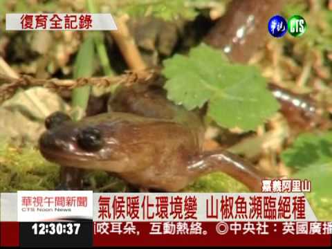 搶救山椒魚! 10年復育全記錄