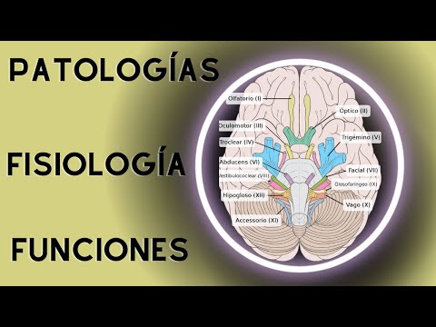 Cranial nerves, a summary of their physiology