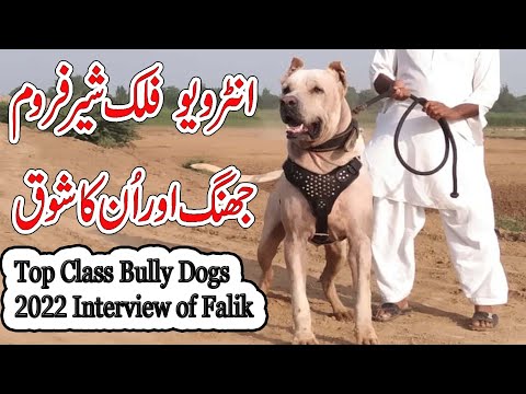 Top Class Bully Dogs 2022 | Interview of Falik Shair By Dog Youtube Chennel @Nafa TV HD