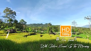 Download lagu Sawah dengan suara alam - Video Stok Gratis dan Cuplikan Video Latar Belakang Tanpa Hak Cipta | Alam mp3 Download lagu Sawah dengan suara alam - Video Stok Gratis dan Cuplikan Video Latar Belakang Tanpa Hak Cipta | Alam mp3