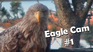 Møre og Romsdal · Kristiansund · Eagle #1 · Baron Blue · White Tailed Eagles Nest live stream