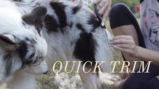 How I Give My Australian Shepherd Dog a Quick Hair Trim