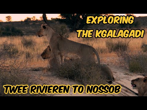 KGALAGADI - Twee Rivieren to Nossob. Why do people come here? Part 1/2