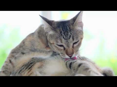 ALGUMAS CURIOSIDADES sobre GATOS que você NÃO SABE