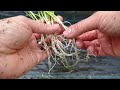 Chives, How To Divide And Propagate