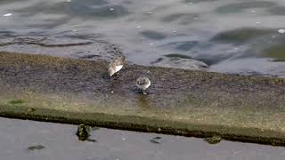 20180228ﾄｳﾈﾝ（当年）1