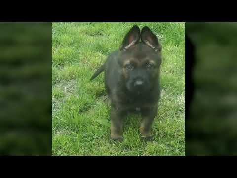 Ibbar Zulu z Martinické staré školy