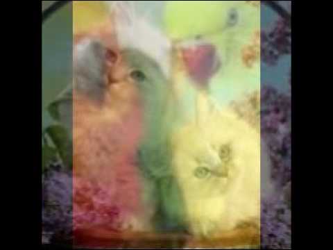 muntazir mehdi khaskheli