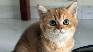 Download lagu 3 Types of British Shorthair Cats, Number 3 is the most expensive 😻 Ready to adopt a British Shor... mp3