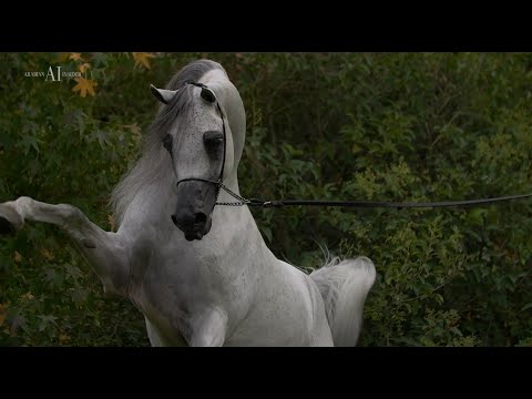 🔸 FIGARO 🔸 (Wadee Al Shaqab x Shirin By Aisha) - 2022 QATAR