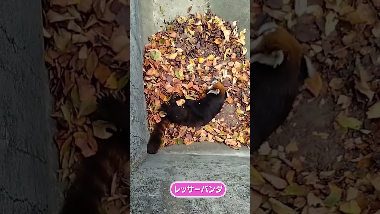 世にも珍しい背泳ぎをするレッサーパンダ #Shorts #鯖江市西山動物園