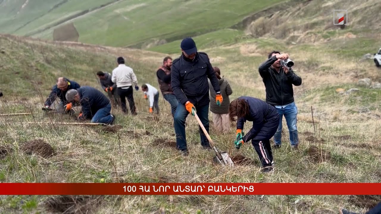 100 հա նոր անտառ՝ բանկերից