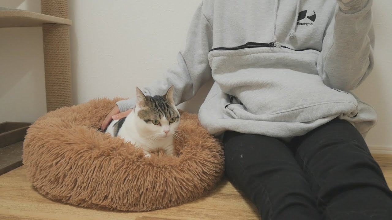 猫がクッションを1時間モミモミした結果、主の就職が決まりました