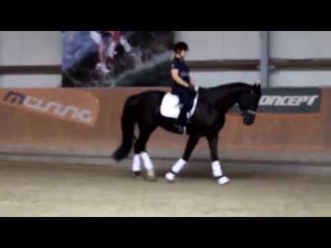 "Falco M" 3-j. Rappwallach von Feedback/Weltmeyer/Shogun xx