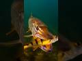 Video Thumbnail for Yellow perch attaked by a pike #shorts #catchandrelease #fish  #DreamScreenAI