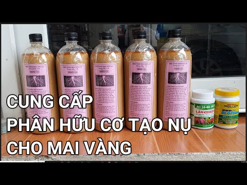 🔴 QBS22282 - CUNG CẤP PHÂN TẠO NỤ CHO MAI VÀNG ĐT 0942456100 |THỜI ĐIỂM BÓN PHÂN TẠO NỤ CHO MAI VÀNG