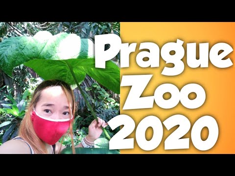 Prague Zoo 2020 | One of a favourite place in Prague | Zoological Garden| by Marjorie