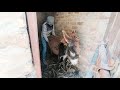 Today The Boy Played A Game With The Donkey Fun Dance