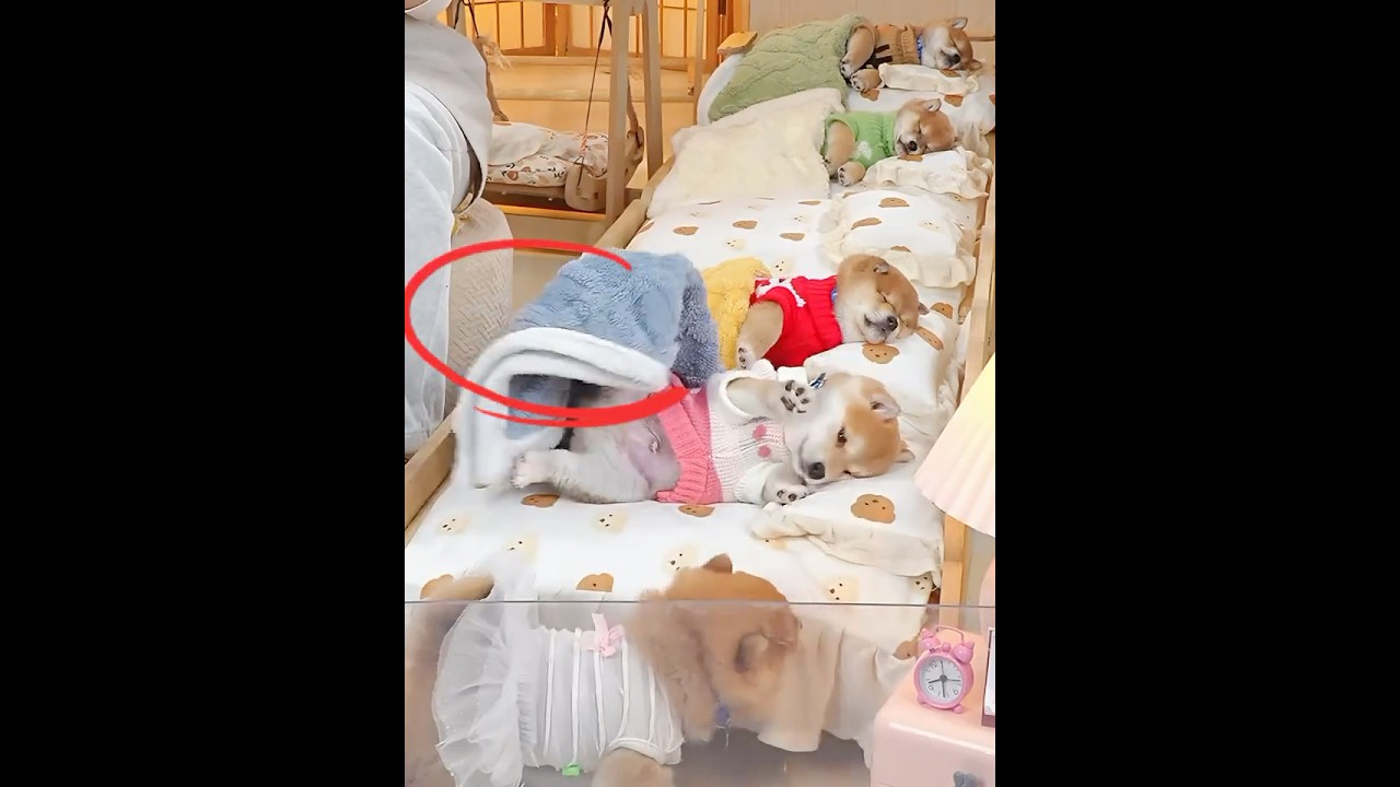 My playful buddy came to wake me up bright and early/朝早くから、おちゃめな仲間が起こしに来ました #癒やし動画