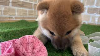 柴犬の動画01