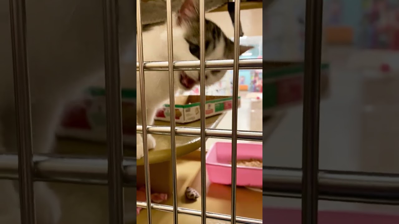 Enlarge Ophelia, an adopted Domestic Short Hair in Woburn, MA video 6/6