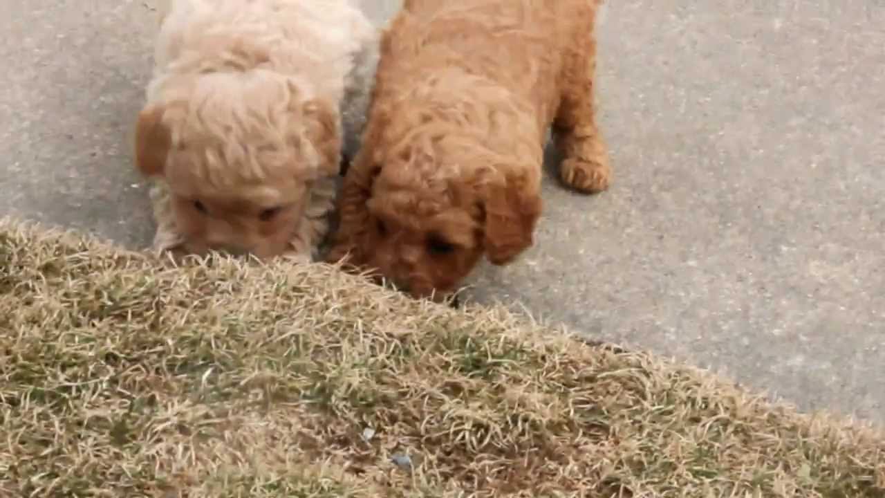 Toy Cockapoo Puppies for Sale