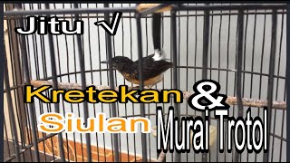 Download lagu KRETEKAN KERAS,& SIUALAN MURAI BATU TROTOL..JITU MEMBANGKITKAN EMOSI mp3