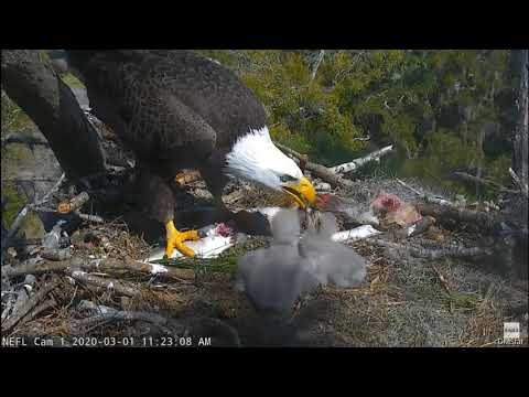 AEF NEFL Eagles * SAMSON FEEDS HIS BABIES * Then Fluffs Bed for Siesta * NE23 Likes Daddy To Feed