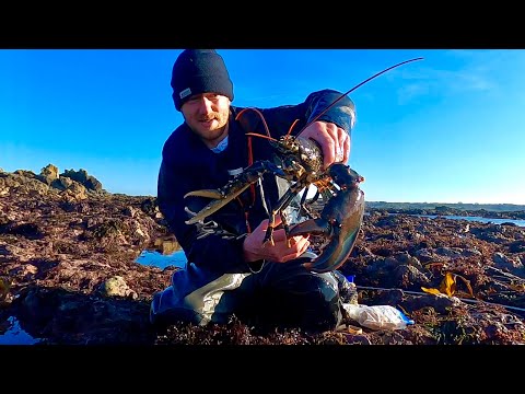 MY BIGGEST FORAGED LOBSTER ? Catch & Cook , Delicious Lobster Pasta