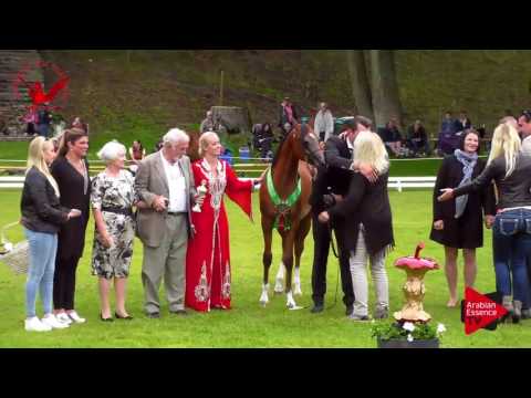 2ND N.11 ENZINO PCF - Scandinavian Open Championship 2017 - Junior Stallions Championship (Class 36)
