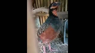 Download lagu Suara burung puyuh gonggong betina mp3 Download lagu Suara burung puyuh gonggong betina mp3