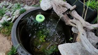 Medaka Eggs and Fry in Outdoor tubs