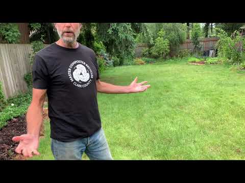Coffee Grounds for Organic Lawn Care (Part 2 - Ten Days Later)
