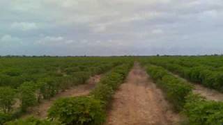 preview picture of video 'Jatropha plantation Biofuel 1'