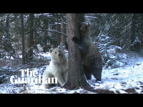 Rare white grizzly bear spotted in Canada's Rocky Mountains
