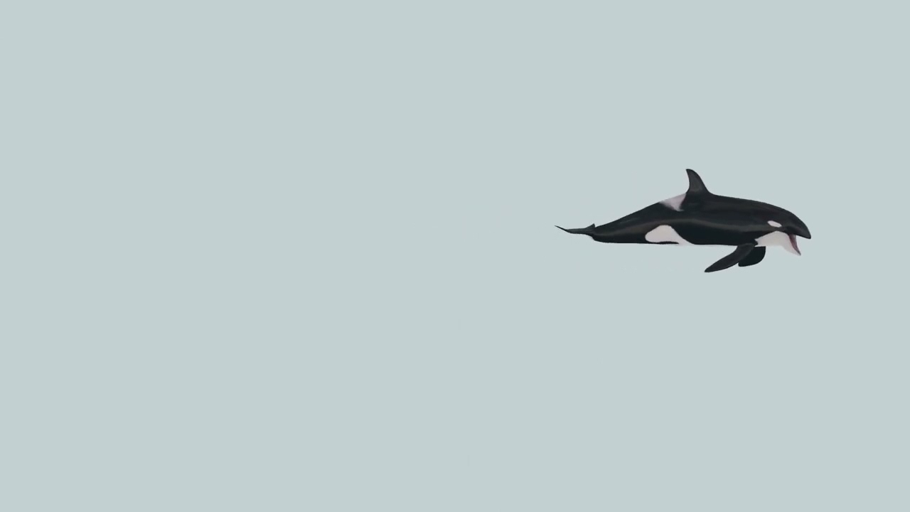 Killer Whale 8K- 3d animated 3D Model