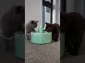 The Kittens Gave Their Approval To Happy Polly Cactus Inspired Water Fountain