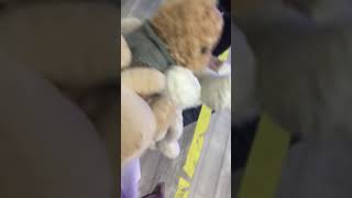 JAPAN TIK TOK | 超可愛い 水着 大きい 揺れる P15 #shorts