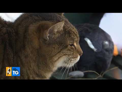 I gatti della colonia di Antonietta trovano una nuova casa a Jesi