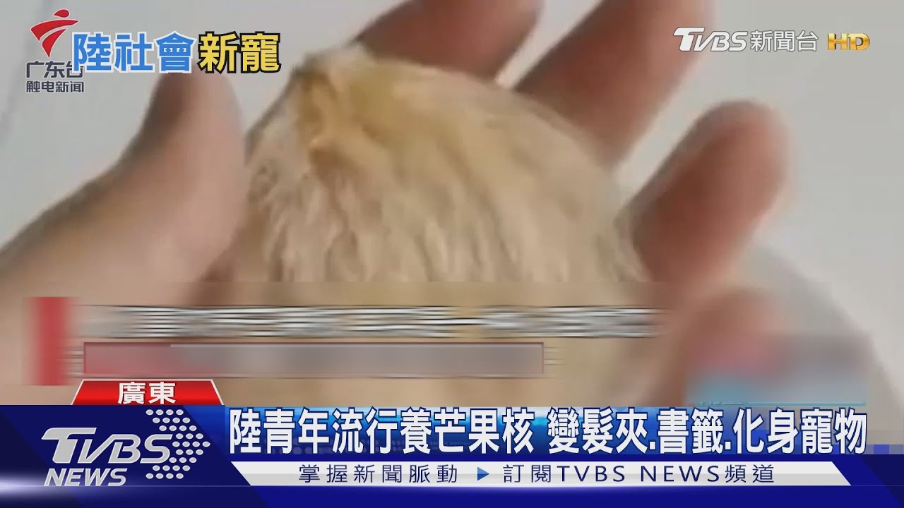 陸青年流行養芒果核 變髮夾、書籤、化身寵物