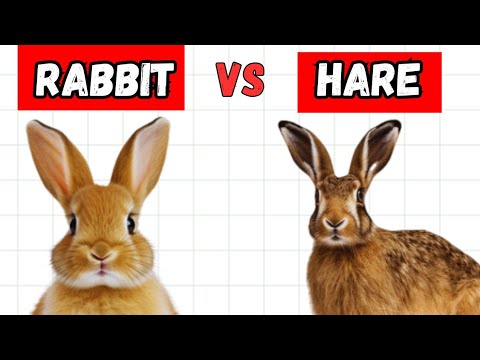 Rabbits vs. Hares: What Are the Key Differences?