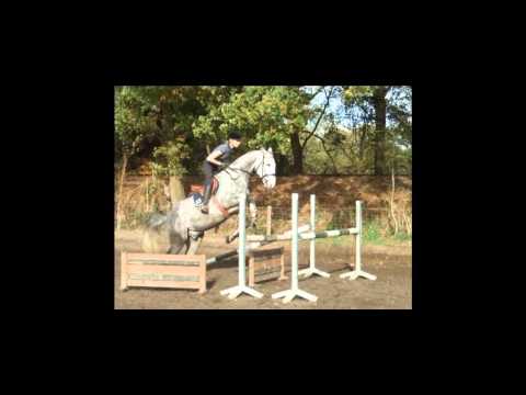 Hann. Wall. 5j. v. Avagon - Stakkato FOR SALE www.pferde-aus-verden.de