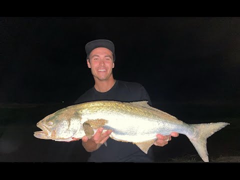 Proper Rigs, Beach Tailor/Salmon Rig