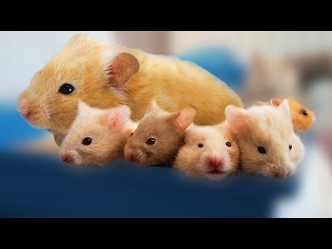 Hamster Babies Growing Up - Day 1 to Day 30 Best Moments