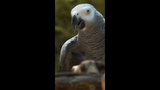 Kizzy the Parrot makes a BIG prediction on Argentina 🇦🇷 v Algeria 🇩🇿 #FIFAWorldCup