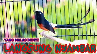 Download lagu PANCINGAN MURAI BATU GACOR, EFEKTIF NAIKKAN EMOSI MURAI BATU MALAS BUNYI LANGSUNG NYAMBAR mp3